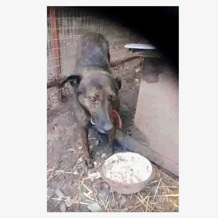 Собака Беттi у добрi руки