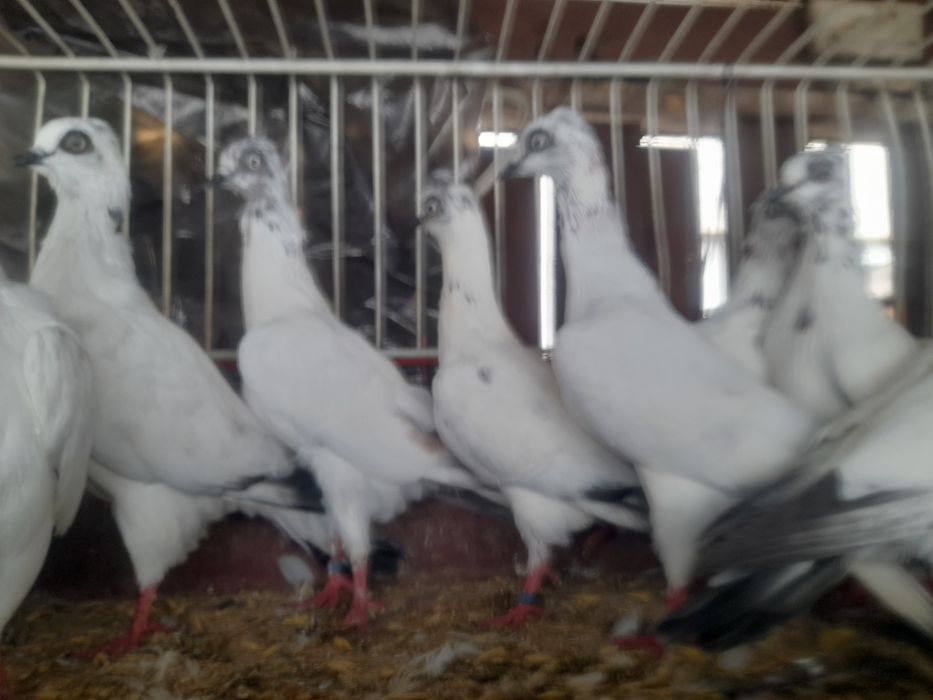 Gołębie wiedeńskie lotne