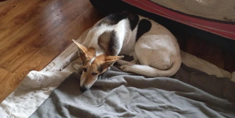 Dino poleca się do adppcji