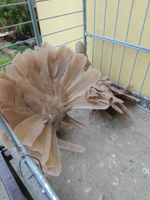 Pawiki żółte para