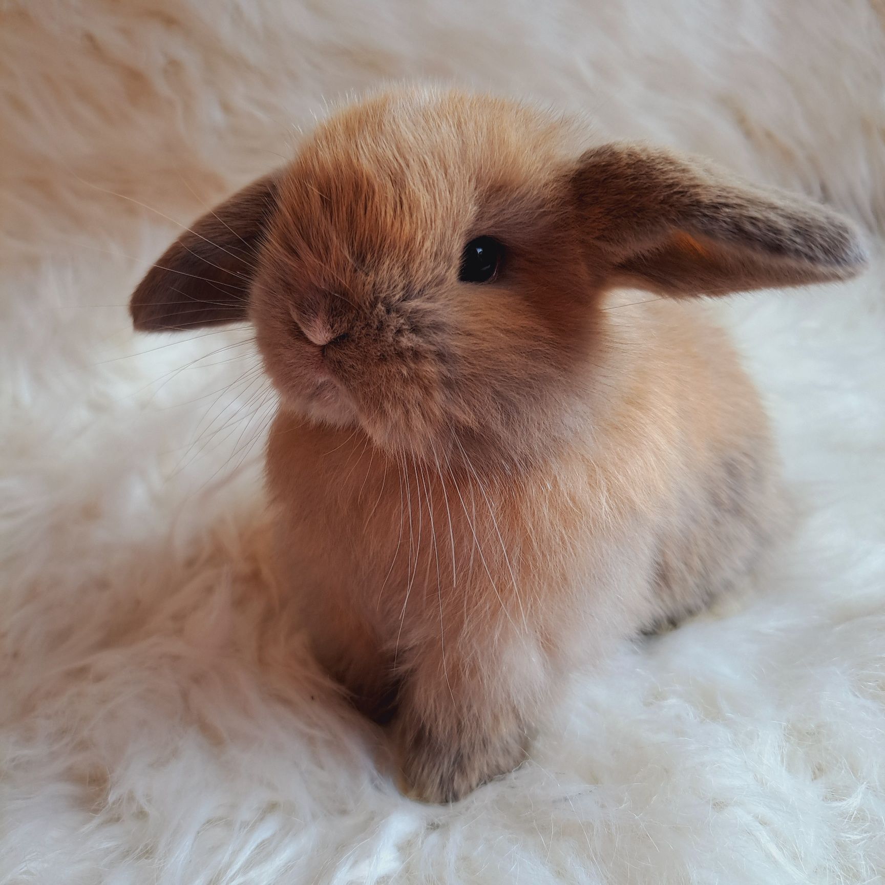 Mini Lop królik miniaturka domowy gotowy do odbioru