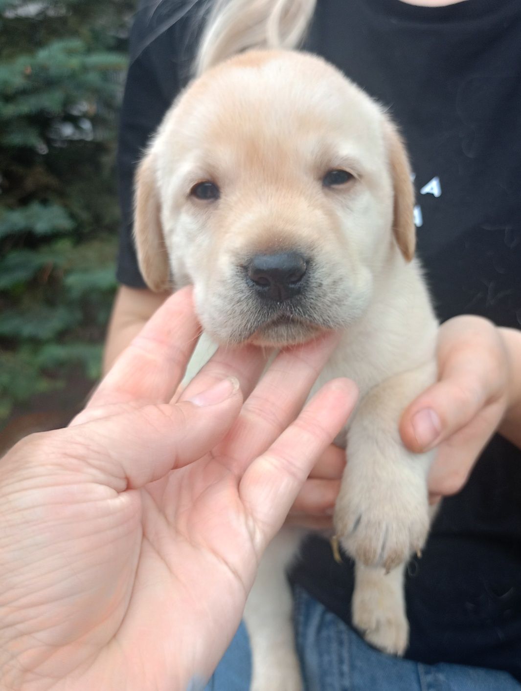 Labrador retriever suczka