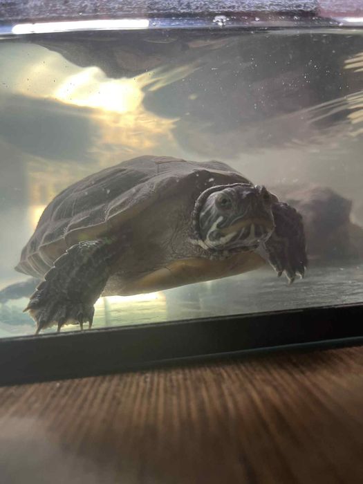 Żółw pręgowany Sininsis