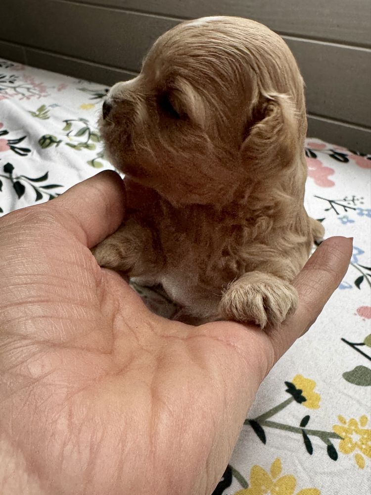 Maltipoo f1 uroczy chłopak
