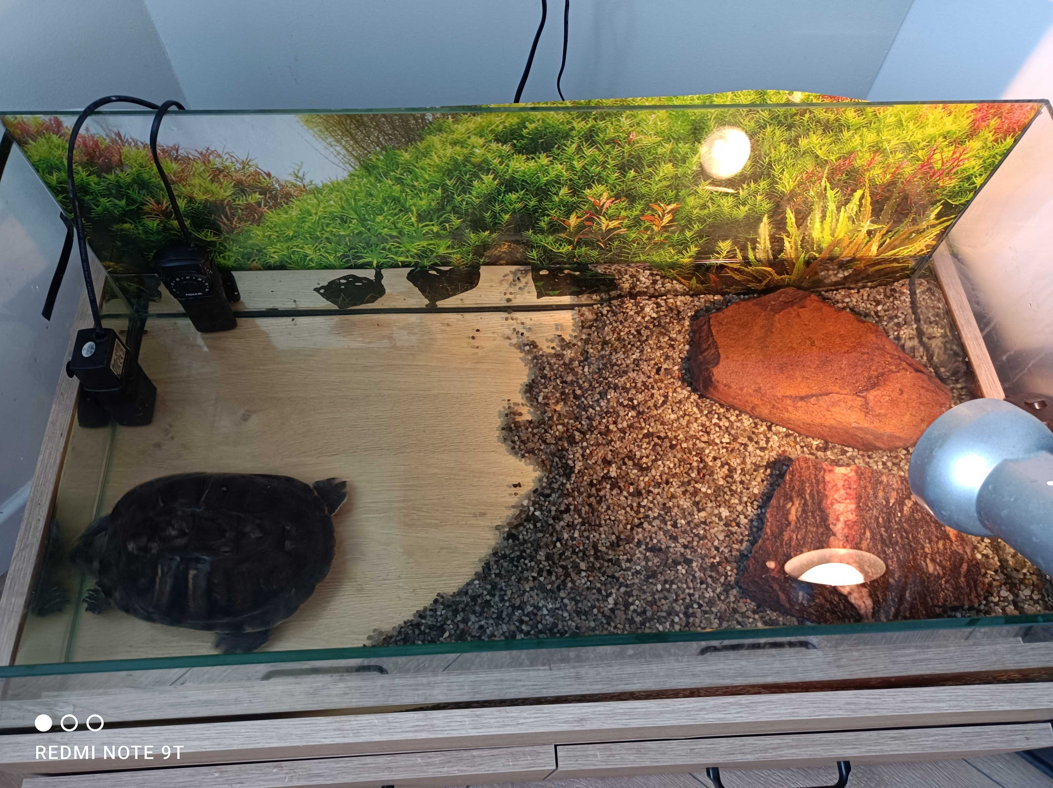 Akwarium do żółwia z wyposazeniem