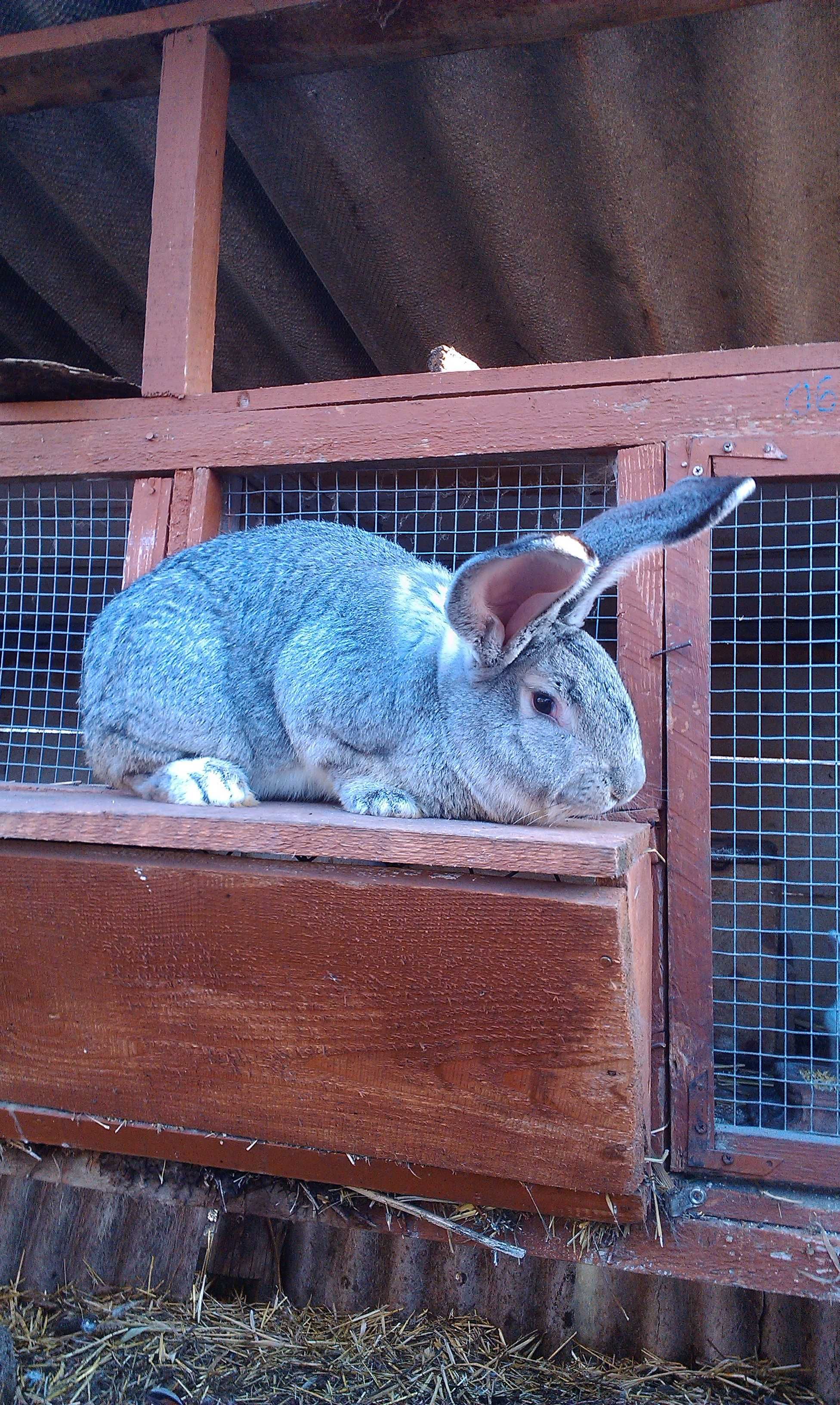 Кролики (різні породи)