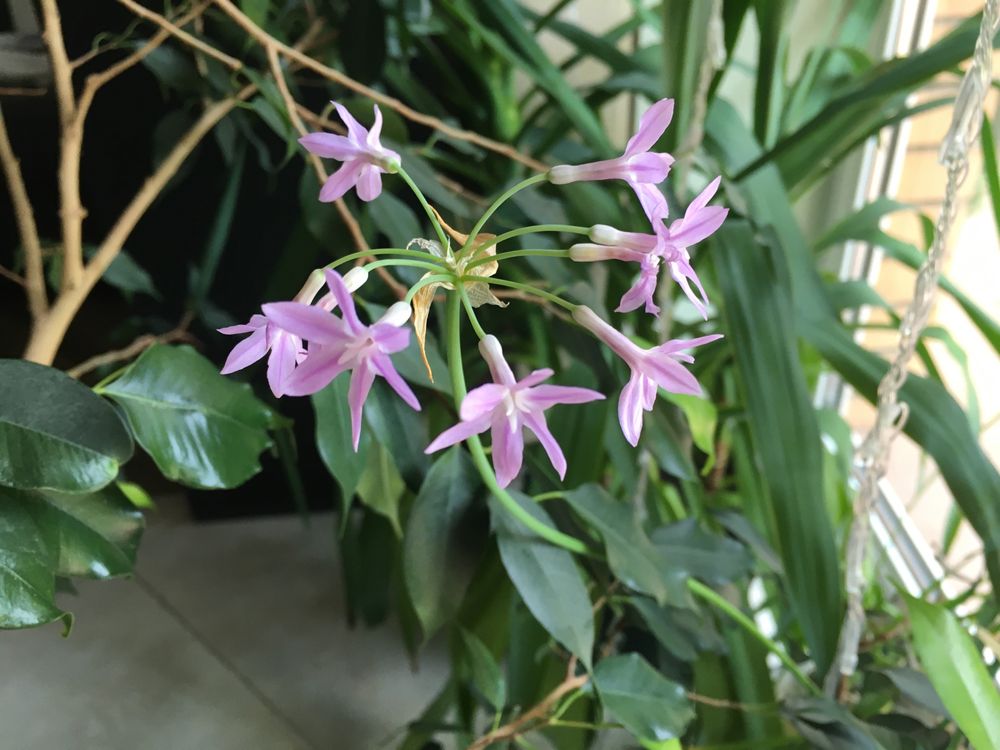 Растения для пруда Tulbaghia violacea