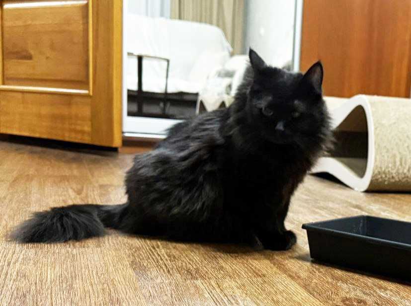 Ищет дом чёрная кошка Фрида