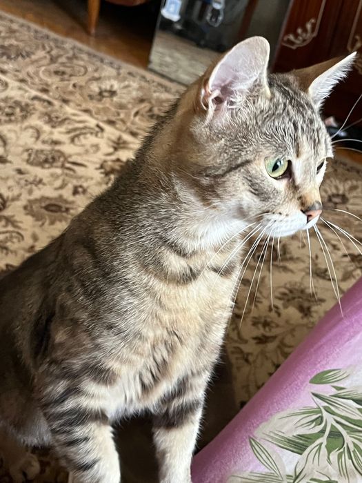 Віддам котика 2 роки в добрі руки безкоштовно , бо їду за кордон