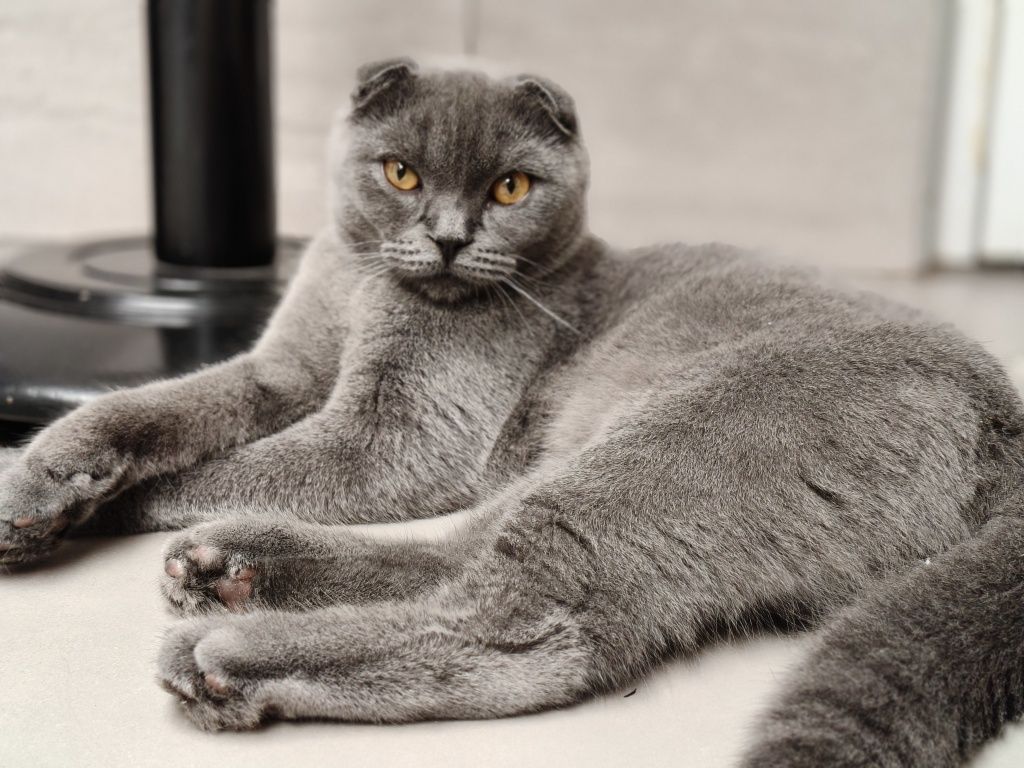 Procuro gata scottish straight para acasalar