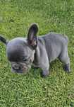 Buldog francuski