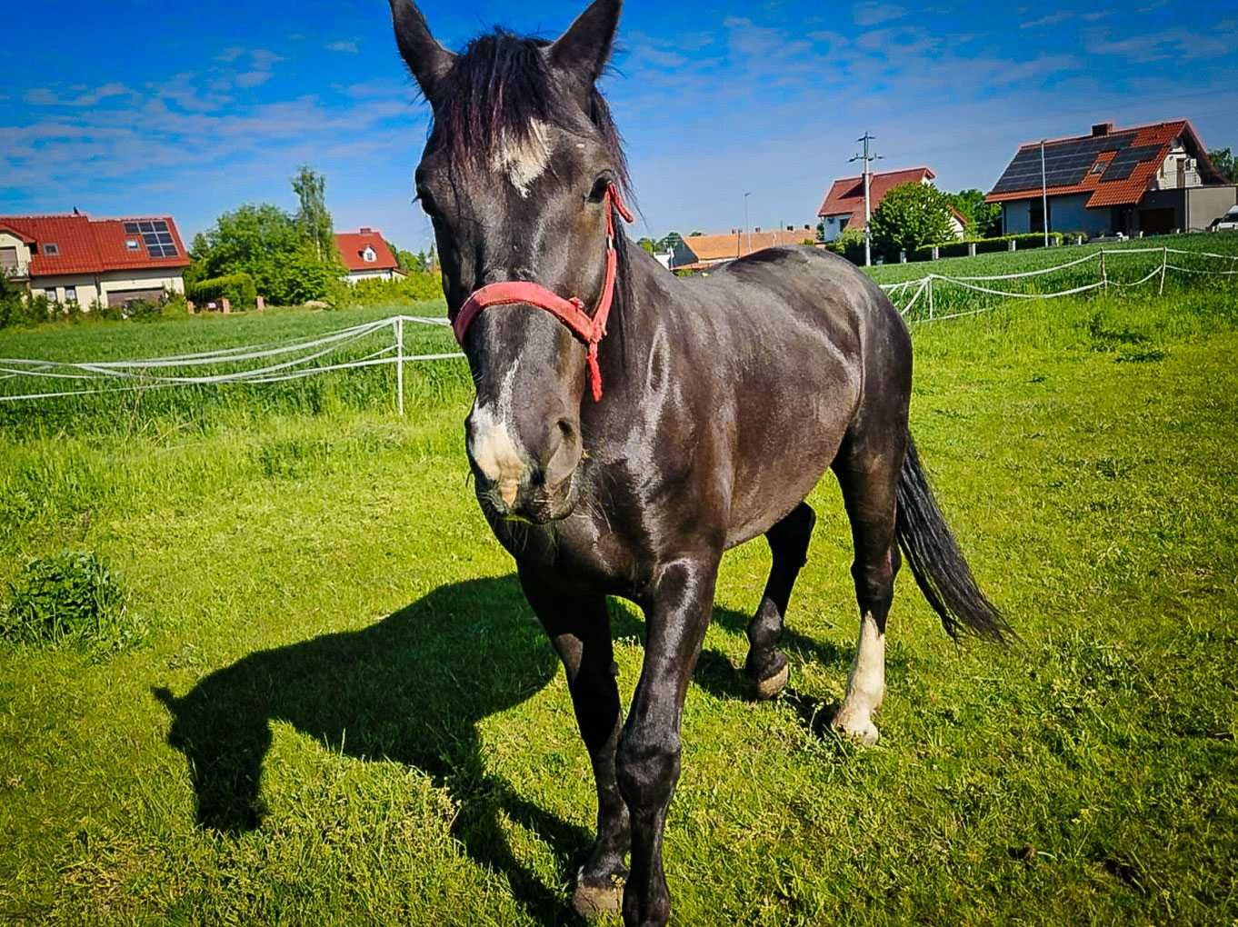 ALIKATOR 8 letni wałach rasy śląskiej.