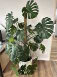Piękna Monstera Deliciosa MONSTERA Dziurawa  duza