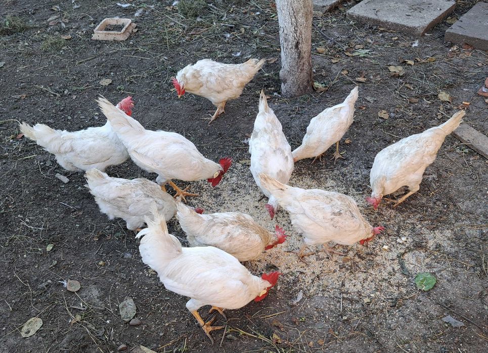 Продам курей ЛЕГОРН