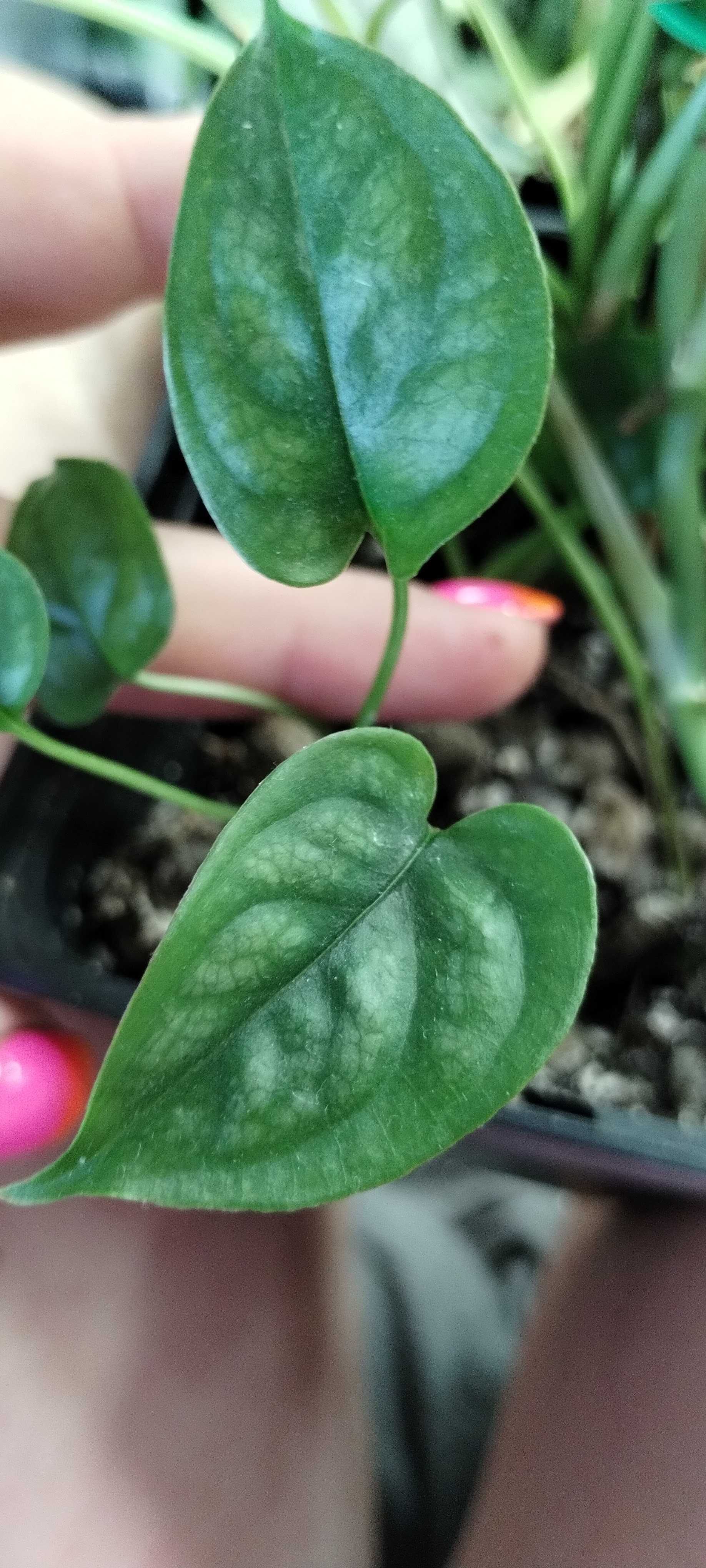 monstera siltepcana