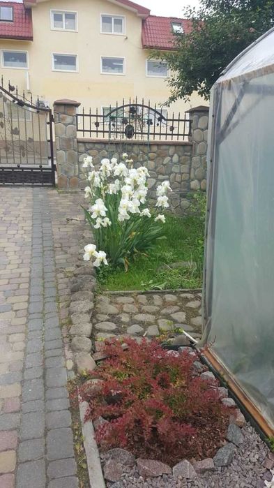 Іриси білі великі бородаті пахучі (клубні для посадки)