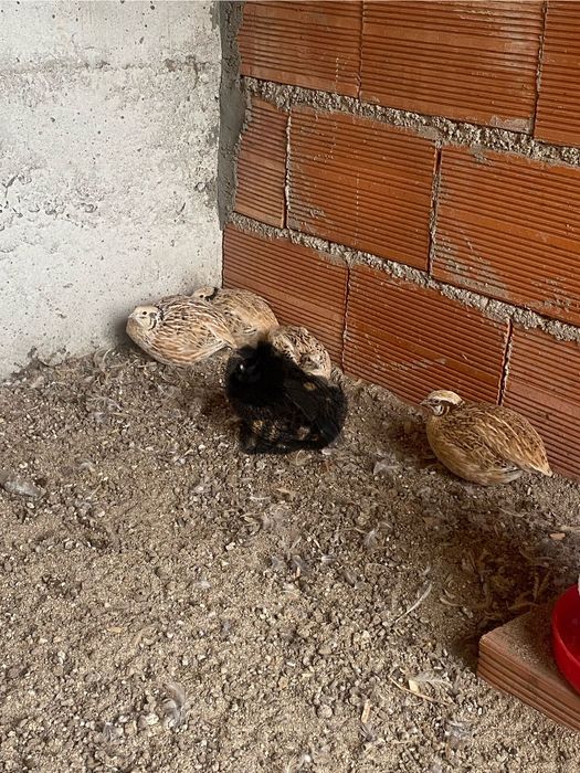 Codornizes 3 fêmeas 1 macho