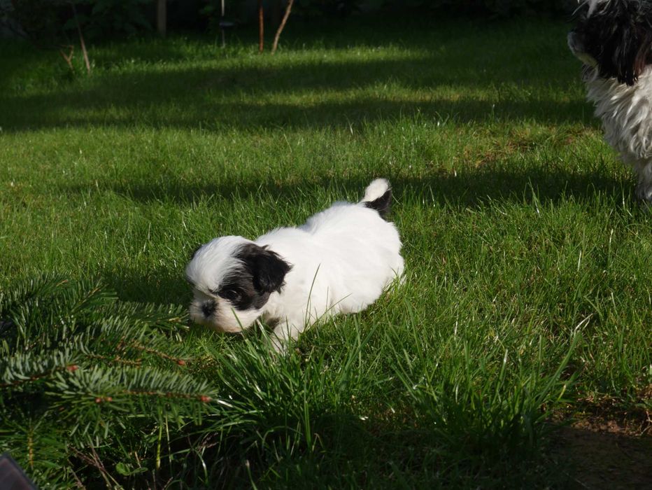 SHIH TZU - mini piesek II