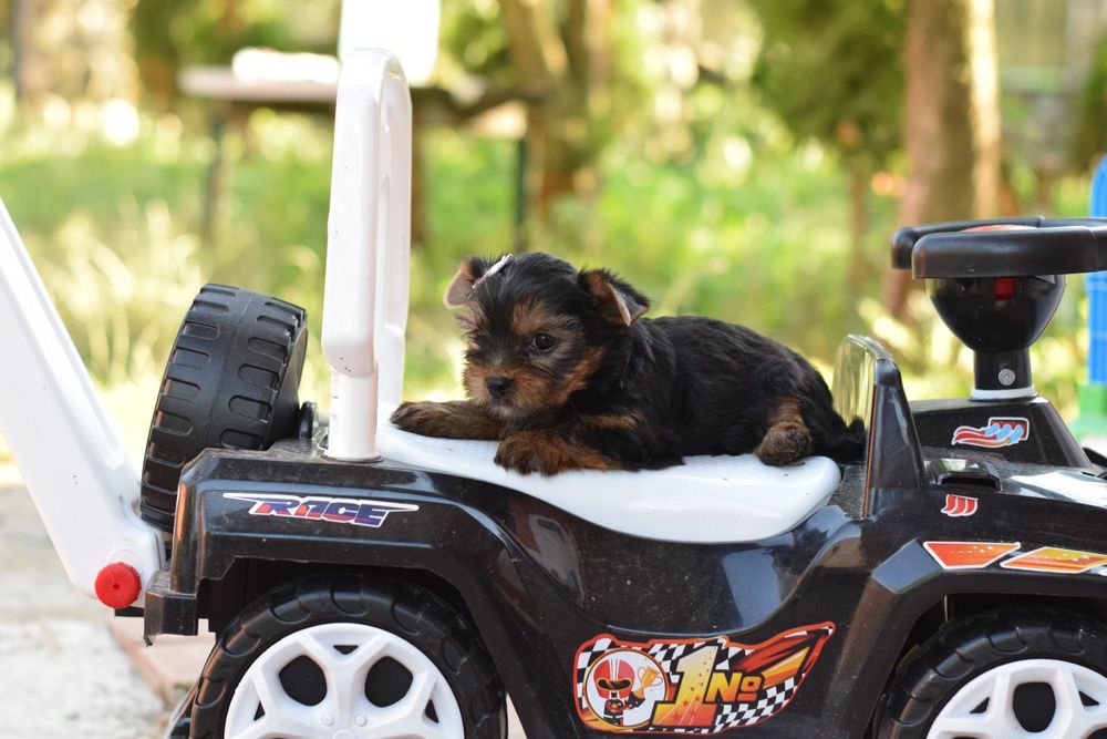 Цуценята Йорки. ' дівчинка та хлопчики
