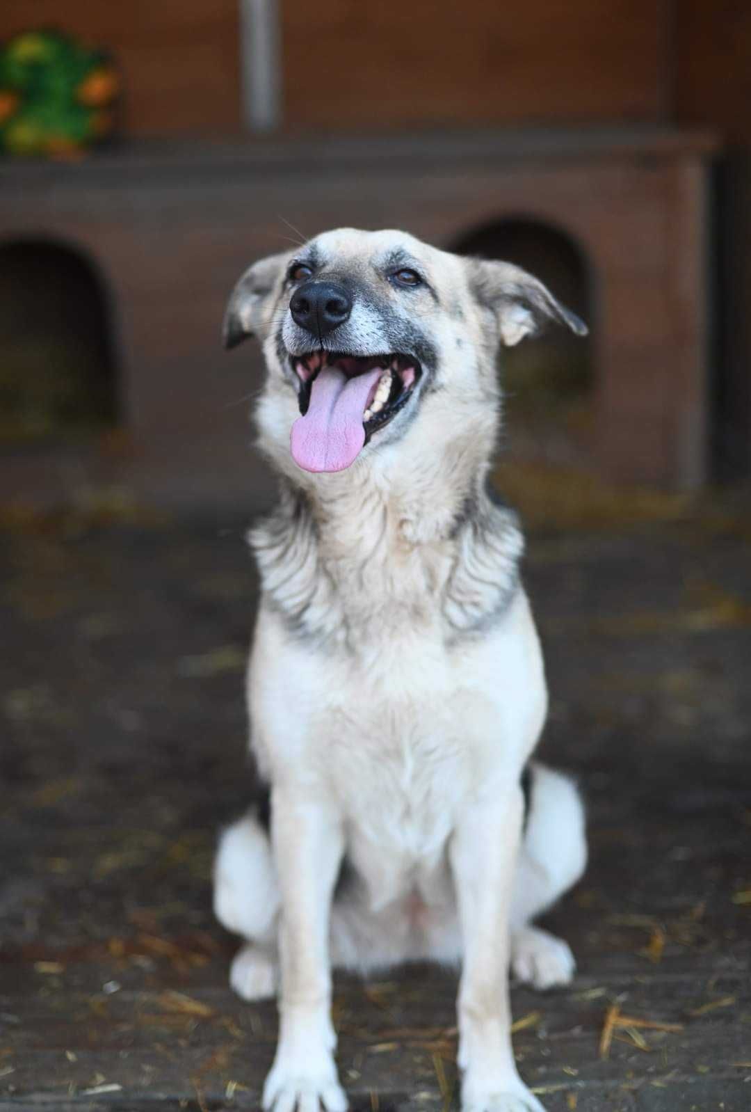 Foxi cudowna suczka do adopcji