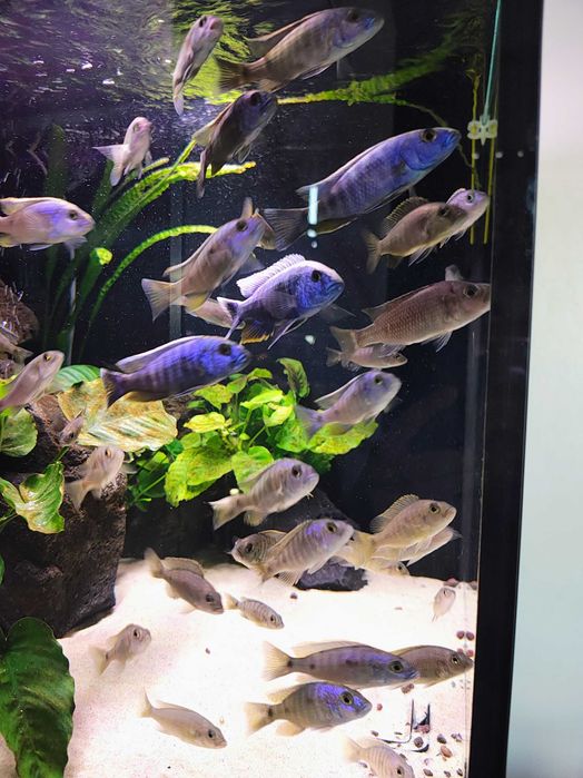 Sciaenochromis Fryeri Pyszczak lazurowy