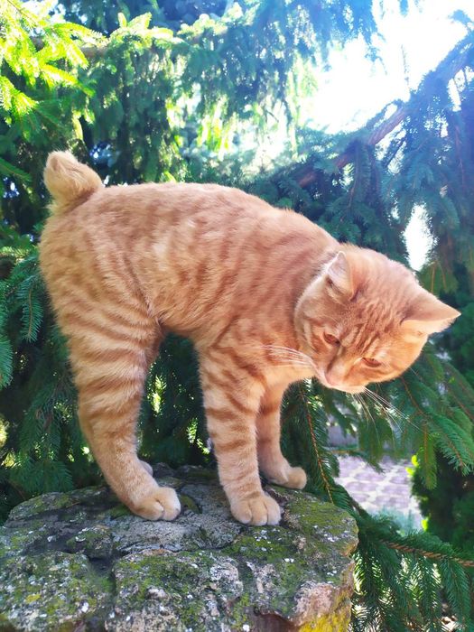 Курильский бобтейл 2 года