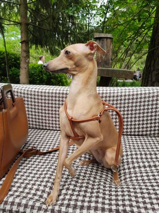 .Левретка. Элитные щенки левретки.