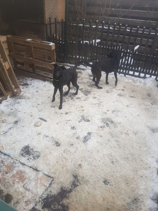 Отдам собачок в сім'ю.