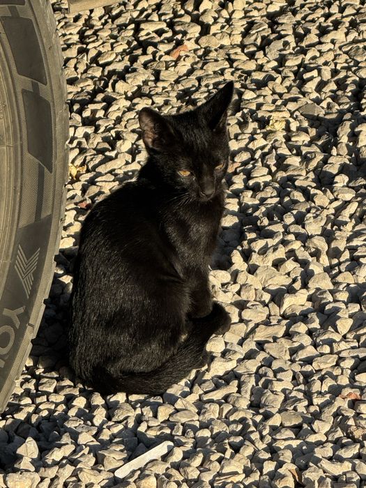 Gatinhos para adopção