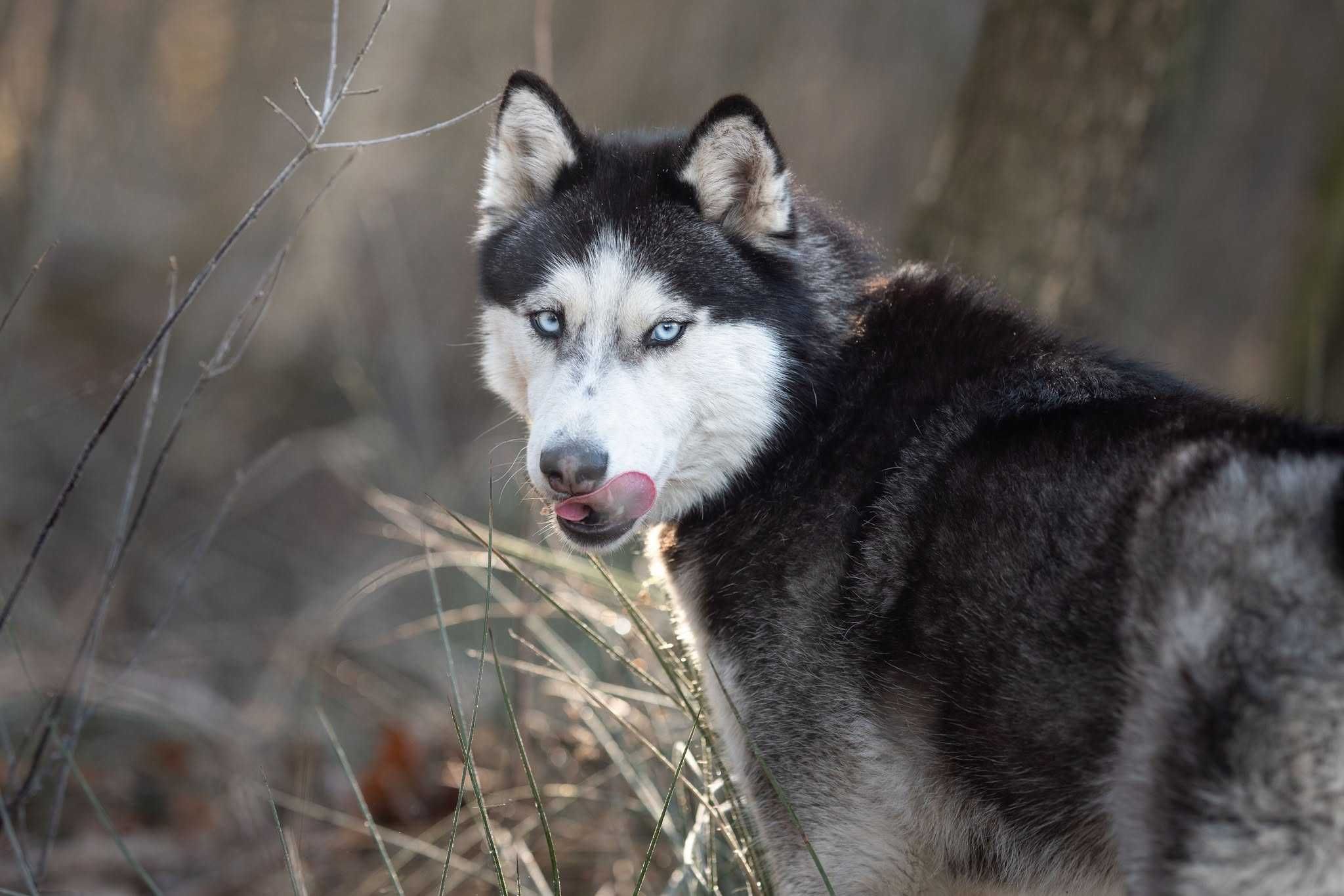 Suczka husky z potencjałem sportowym szuka aktywnego opiekuna. Adopcja