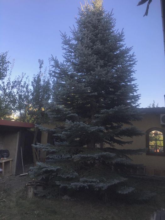 Ялина блакитна висока