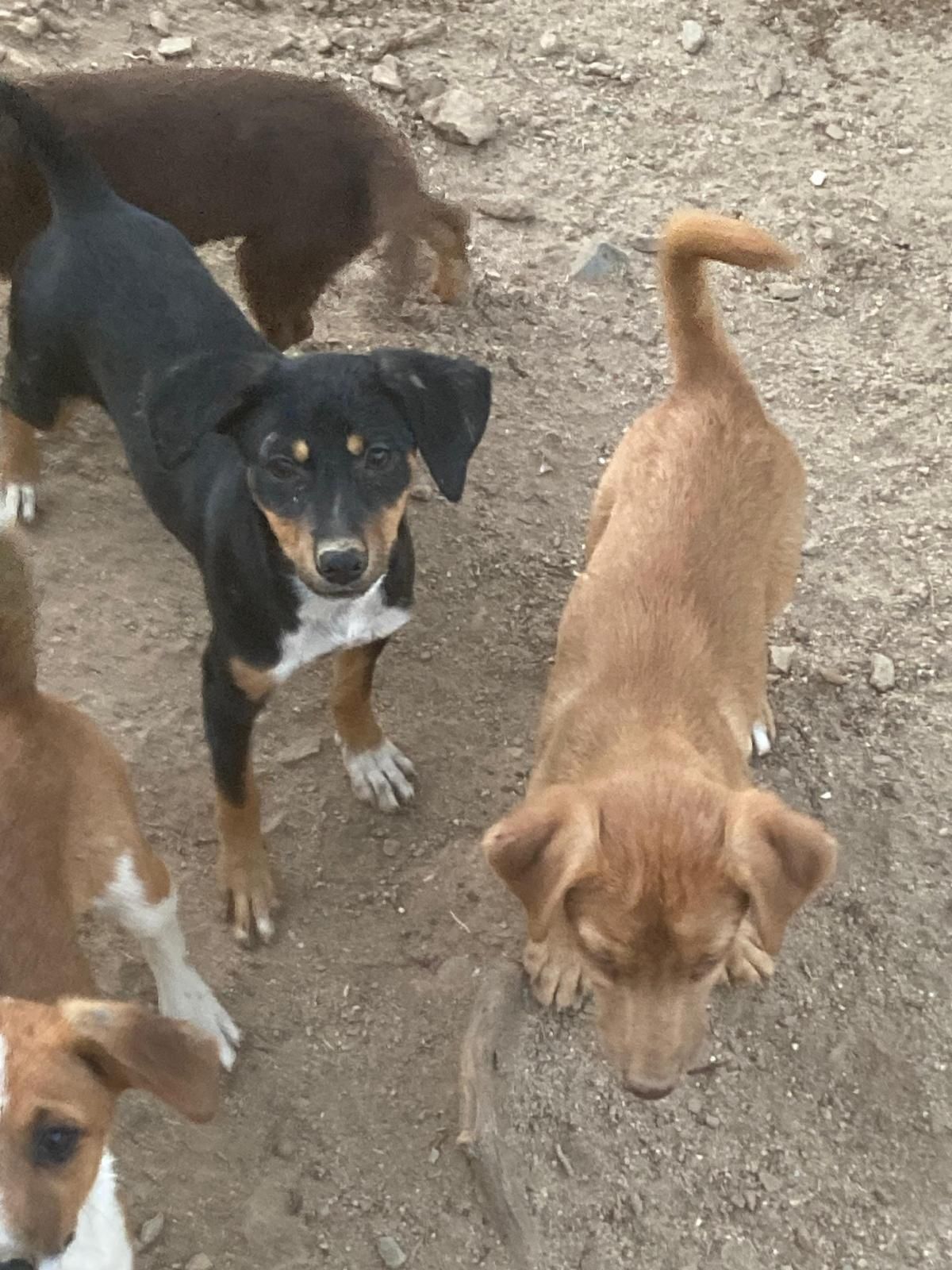 Cachorros para dar