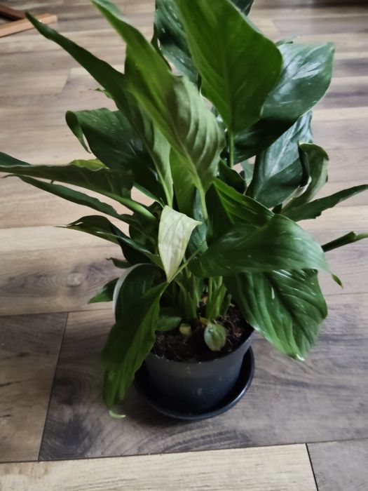 Skrzydło kwiat Diamond Variegata