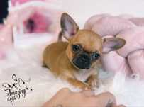 Chihuahua sliczna sunia