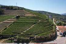 Vende-se Terreno no Alto Douro Vinhateiro