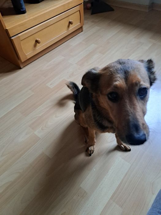 Oddam suczke w dobre ręce.