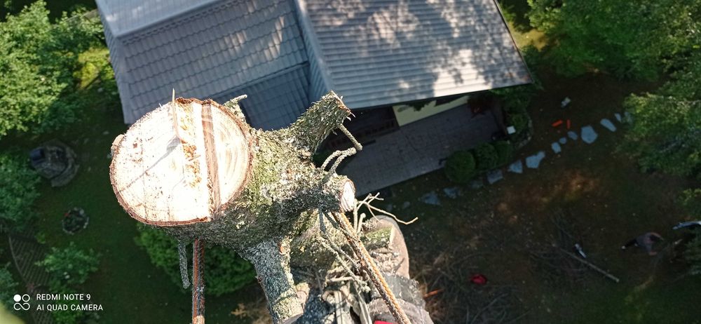 wycinka, pielęgnacja drzew także owocowych