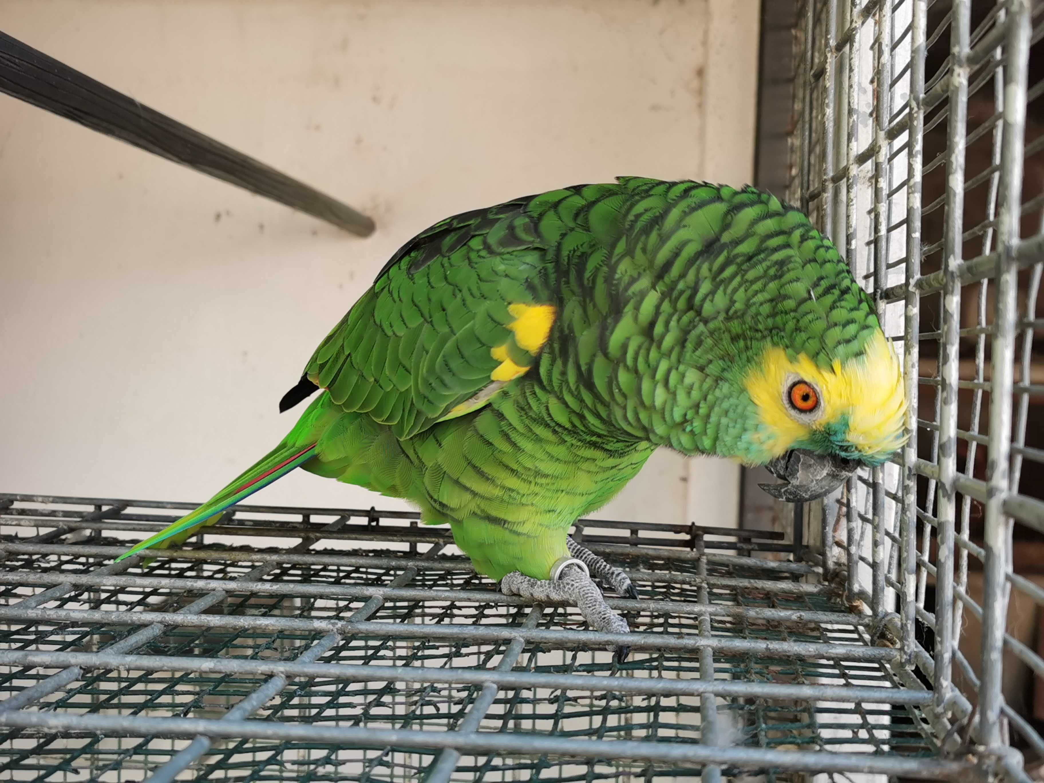 Papagaio Amazona Aestiva e papagaio cinzento