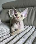 Devon Rex - Płowa szylkretka - dziewczynka - Gotowa do odbioru - Trójm