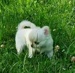 Długowłosy chihuahua