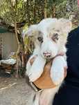 Menina border collie olhos verdes
