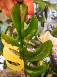 Kolekcjonerska raphidophora tetrasperma variegata