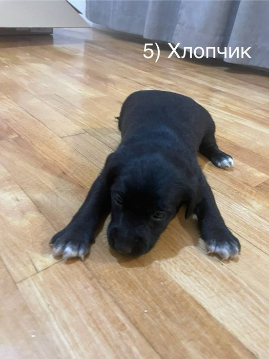 Цуценята шукають дім