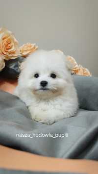 Pomapoo hybryda jak maltipoo SUCZKA szczenię