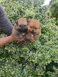 Szpic miniaturowy pomeranian FCI ZKwP