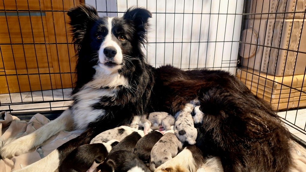 Border Collie  ZkwP FCI, piesek GOTOWY DO ODBIORU!!!