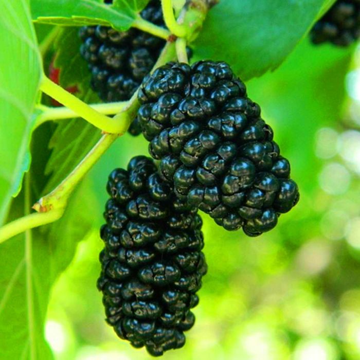 Фундук инжир крыжовник  шелковица ежевики