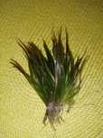 Blyxa japonica ..