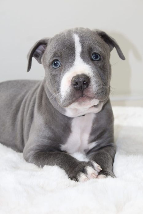 Amstaf Amstaff Amstaffy American Staffordshire Terier