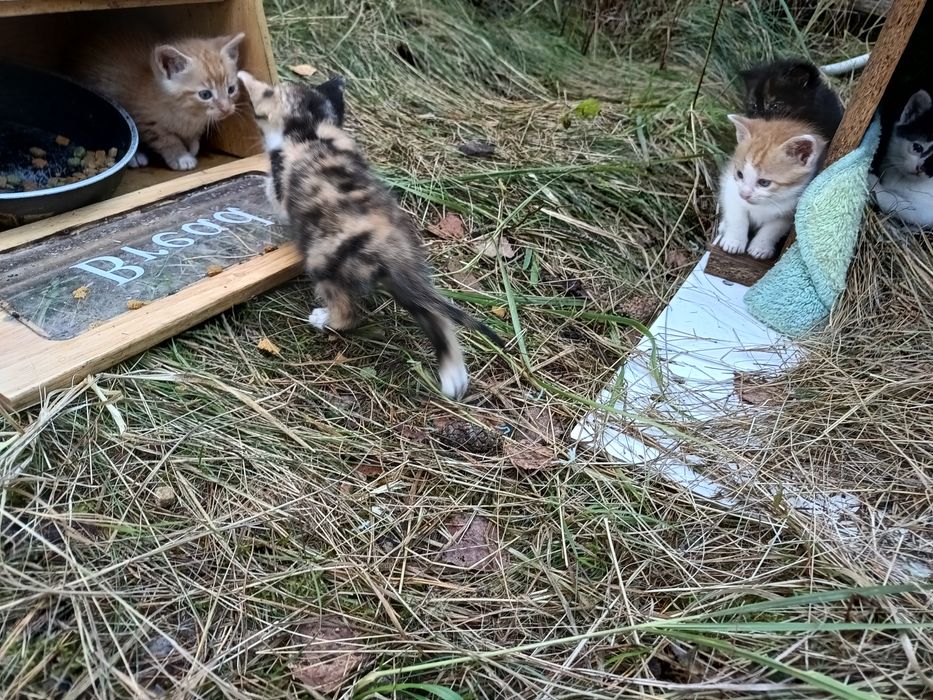 Młode kotki do adopcji